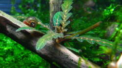 Hygrophila pinnatifida, Ableger auf Wurzel ( angeblich wächst die Pflanze auch als