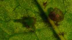 `Nano-Javafarn` entsteht an der Blattunterseite