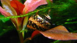 Clithon sp. ( und Algen, die ich gerade erst entdeckt habe...hmpf )