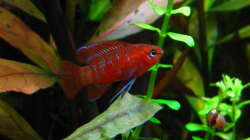 Das ´Mogelweibchen´ nach cirka 3 Wochen