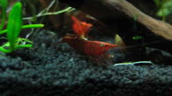 Neocaridina davidi ´Red Sakura´