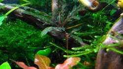 28.03.2014 erste Ausläufer