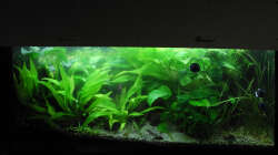 Dezember 2014 - Mittlerweile ist das Becken trotz starkem Pflanzenrückschnitt echt