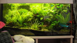 Februar 2014 - Das Becken in seiner Ecke mit altem Besatz