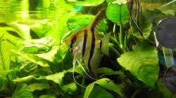 Februar 2014 - Das Skalarpärchen