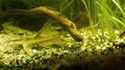 März 2015 - Einer der zwei neuen Störwelse. Naja, noch ein bisschen blass um die