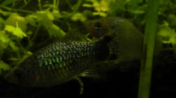 März 2014 - Blauer Platy