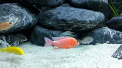Aulonocara fire fish (Bock)