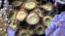 Pflanzen im Aquarium Meerwasser Geisler