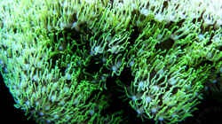 Pflanzen im Aquarium Meerwasser Geisler