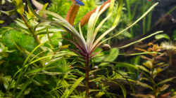 Wasserfeder - Eichhornia azurea (rotstängelige Form) 
