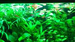 Pflanzen im Aquarium Becken 30116