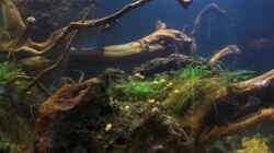 Aquarium Chao phraya