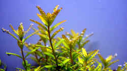 Rotala rotundifolia