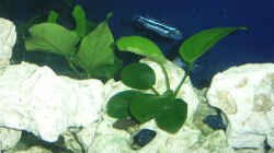 Pflanzen im Aquarium Becken 3024