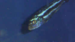 Melanochromis Maingano
