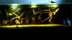 Besatz im Aquarium Schwarzwasserhabiat mit aufgesetzer Pflanzenwelt
