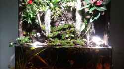 Pflanzen im Aquarium Schwarzwasserhabiat mit aufgesetzer Pflanzenwelt