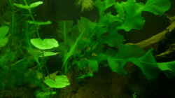 Pflanzen im Aquarium Rooty & Calulous
