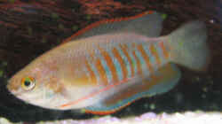 Trichogaster labiosus