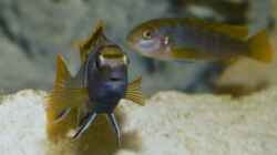 Labidochromis sp. `mbamba` Paar