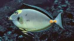 Besatz im Aquarium Meerwasser