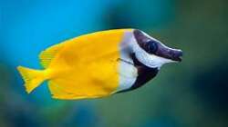 Besatz im Aquarium Meerwasser