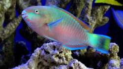 Besatz im Aquarium Meerwasser