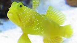 Besatz im Aquarium Meerwasser