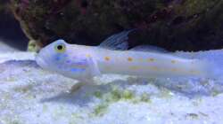 Besatz im Aquarium Meerwasser