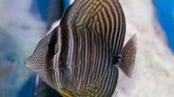 Besatz im Aquarium Meerwasser