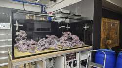 Dekoration im Aquarium Meerwasser