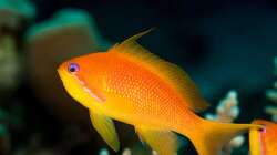 Besatz im Aquarium Meerwasser