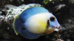 Besatz im Aquarium Meerwasser