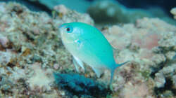 Besatz im Aquarium Meerwasser