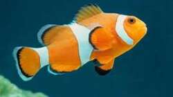 Besatz im Aquarium Meerwasser