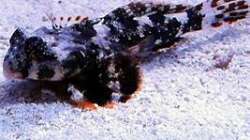 Besatz im Aquarium Meerwasser