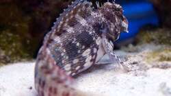 Besatz im Aquarium Meerwasser