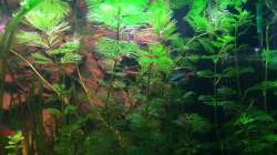 Beckeneinlauf mit verminderter Srömung