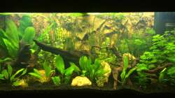 Aquarium Klein Südamerika