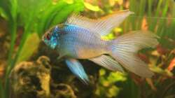 Leben harmonisch in dem Becken