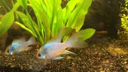 Microgeogaphus ramirezi ´ Electric Blue´