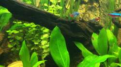 Dekoration im Aquarium Klein Südamerika