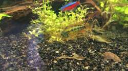 Ap.macmasteri (Female)