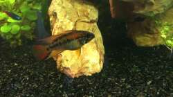 Apistogramma macmasteri ( Male )