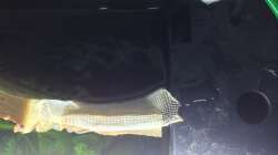 Juwel Bioflow3.0 Auslauf hinter der Rückwans um Strömung zu reduzieren