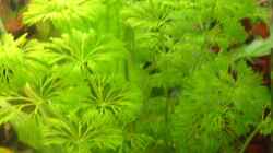 Pflanzen im Aquarium Becken 3042