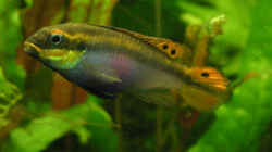 Pelviachromis taeniatus moliwe Weibchen