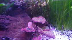 Roter Tigerlotus