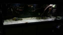 Aquarium Altum Wurzelbiotop